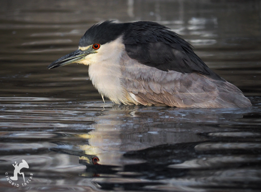 Black-crowned Night Heron Bathing