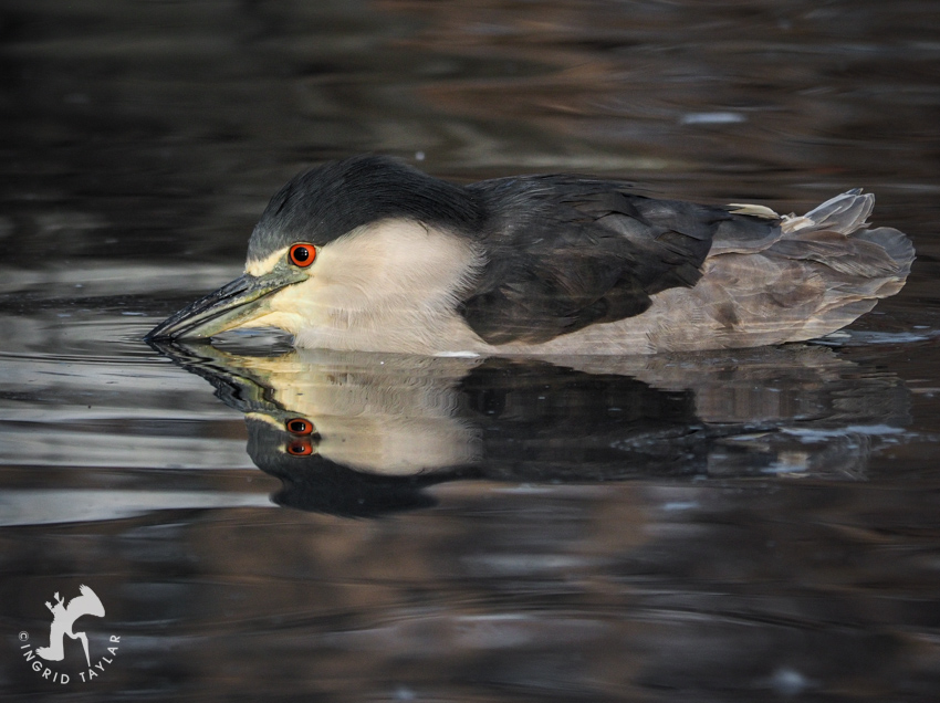 Black-crowned Night Heron Bathing