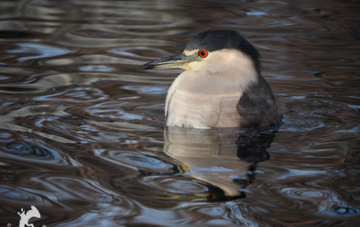 Black-crowned Night Heron Bathing