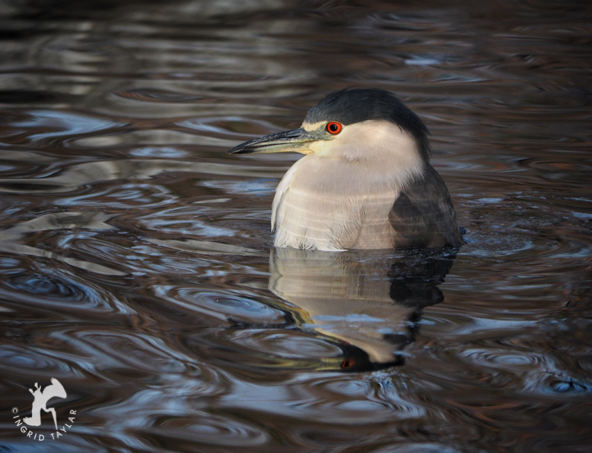 Black-crowned Night Heron Bathing