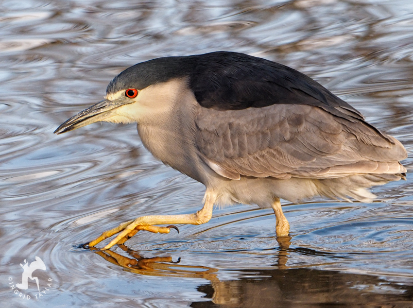 Black-crowned Night Heron Bathing