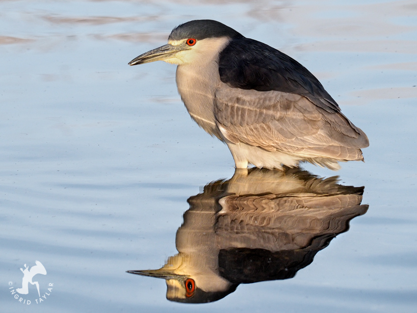 Black-crowned Night Heron Bathing