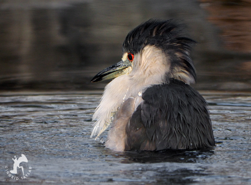 Black-crowned Night Heron Bathing