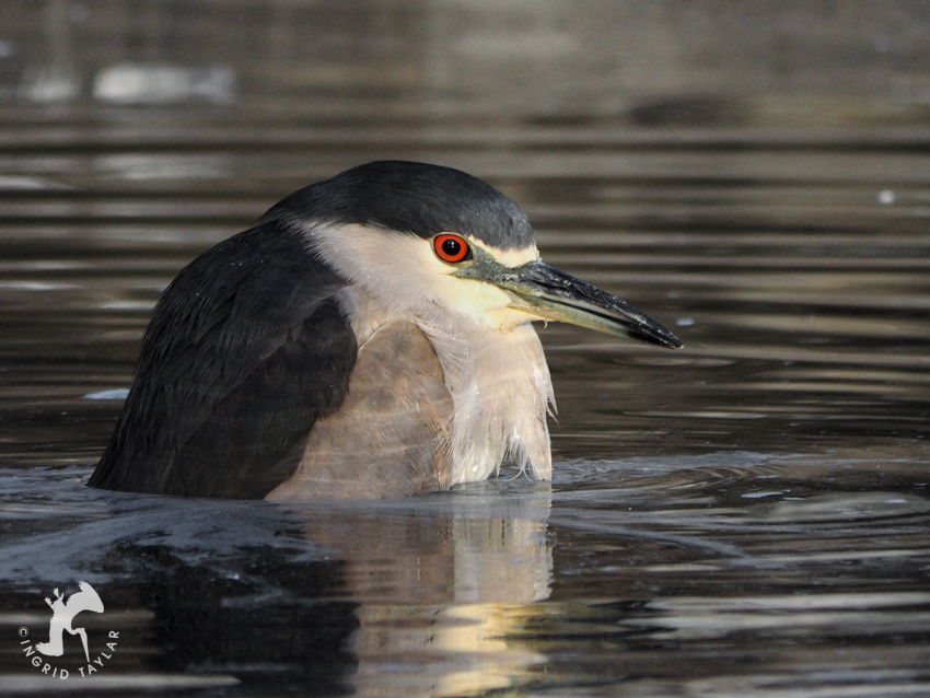 Black-crowned Night Heron Bathing