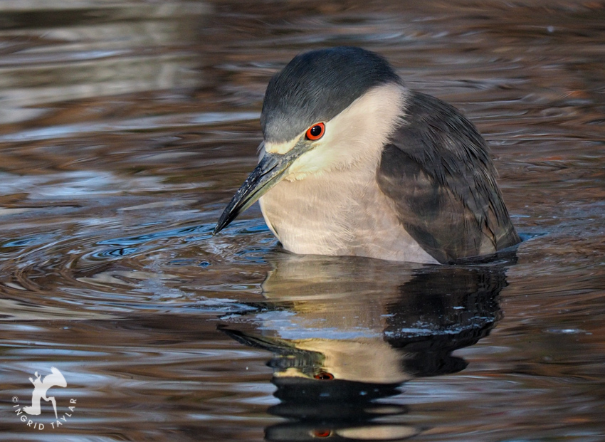 Black-crowned Night Heron Bathing