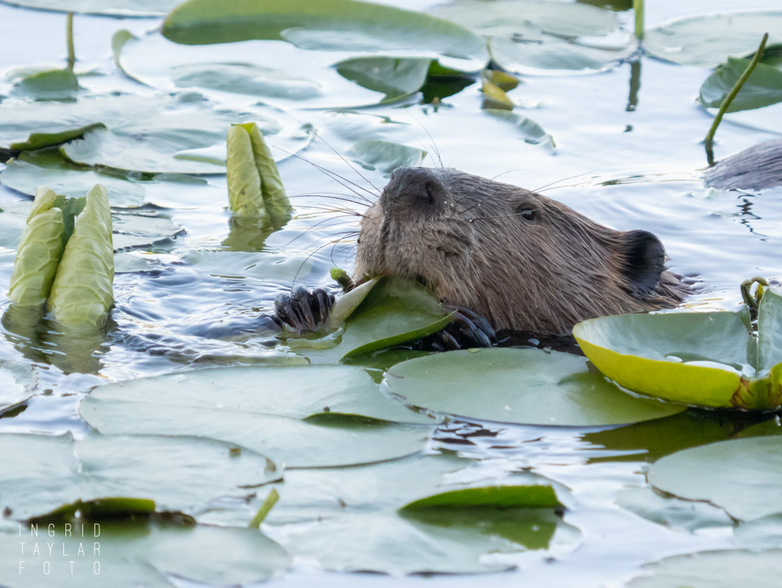 Beaver Eating Lily Pads