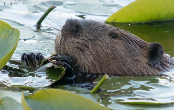 North American Beaver Eating Lily Pads