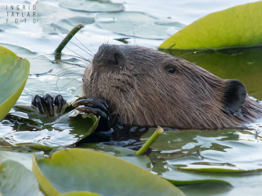 North American Beaver Eating Lily Pads