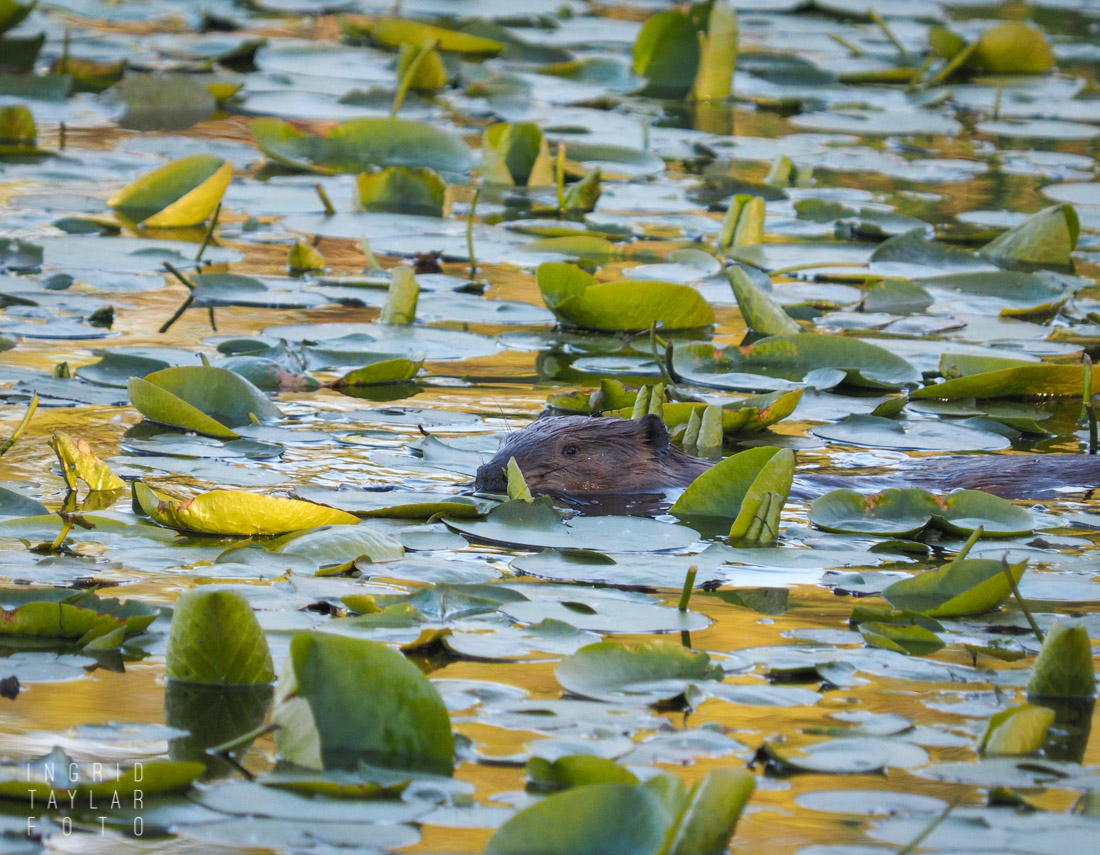 North American Beaver Swimming in lily pads at Juanita Bay