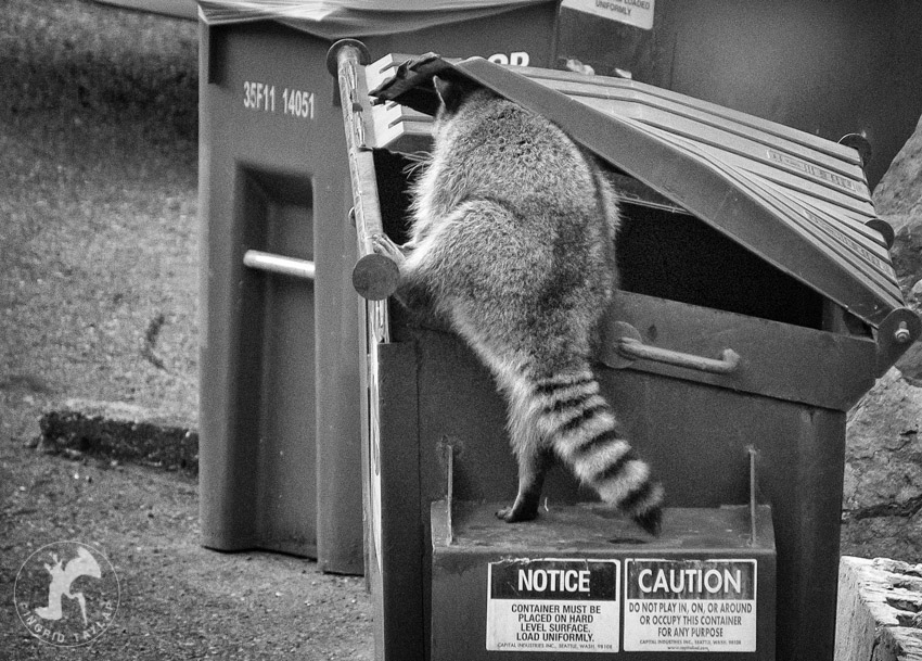 Raccoon Foraging in Dumpster