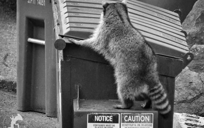 Raccoon Foraging in Dumpster