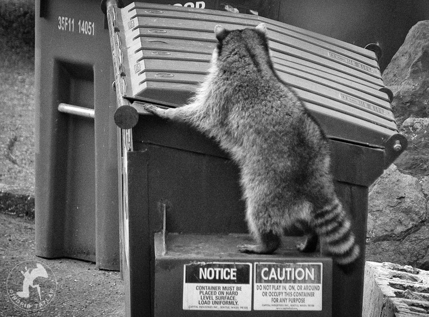 Raccoon Foraging in Dumpster