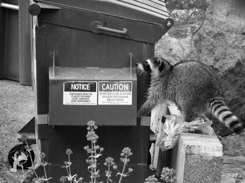 Raccoon Foraging at Dumpster