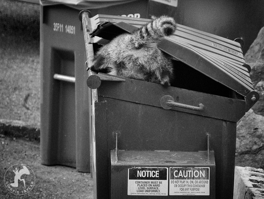 Raccoon Exploring Dumpster