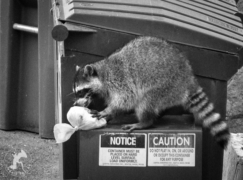 Raccoon taking trash from dumpster