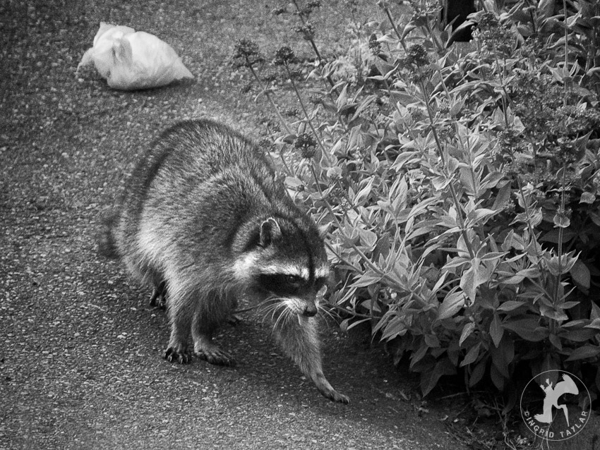 Raccoon in the city