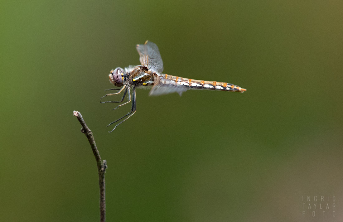 Meadowhawk in Flight