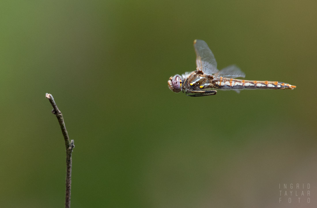 Meadowhawk in Flight