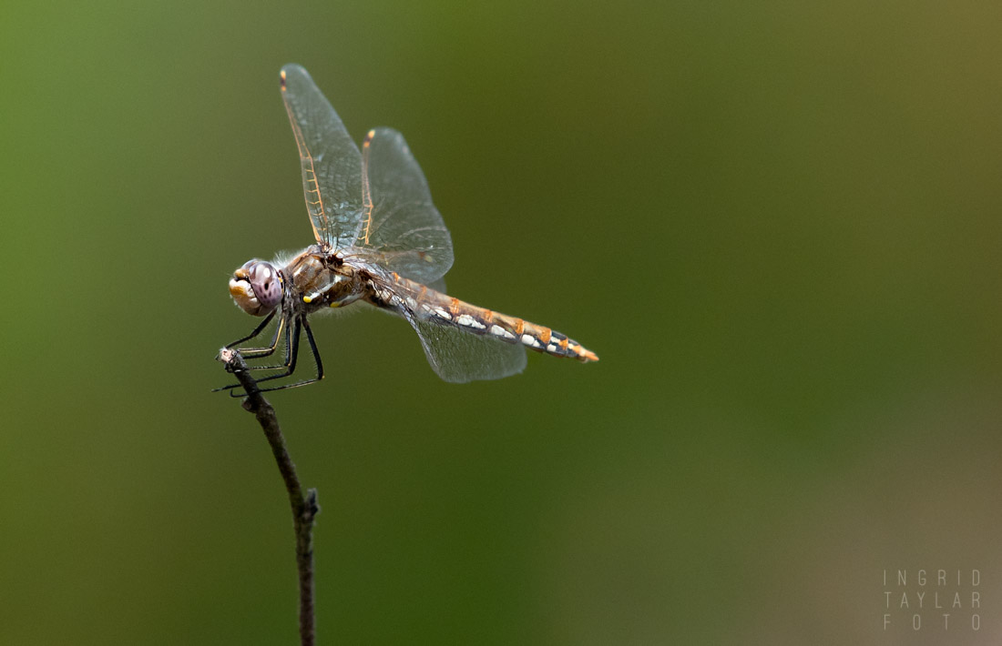 Meadowhawk Perched on Stick