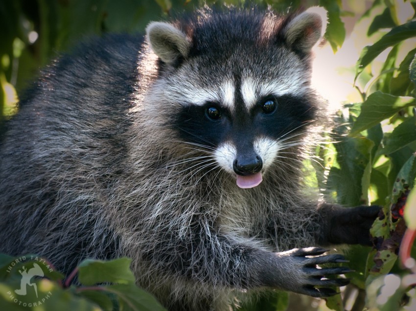 Raccoon Eating Plums