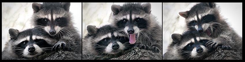 Raccoon Kits in Tree