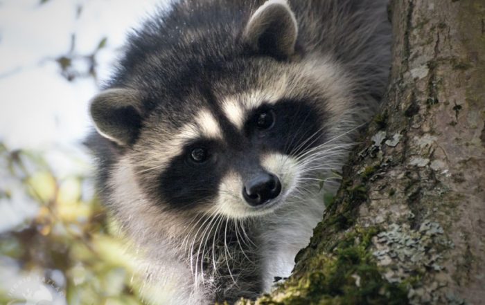 Raccoon Kits in Tree