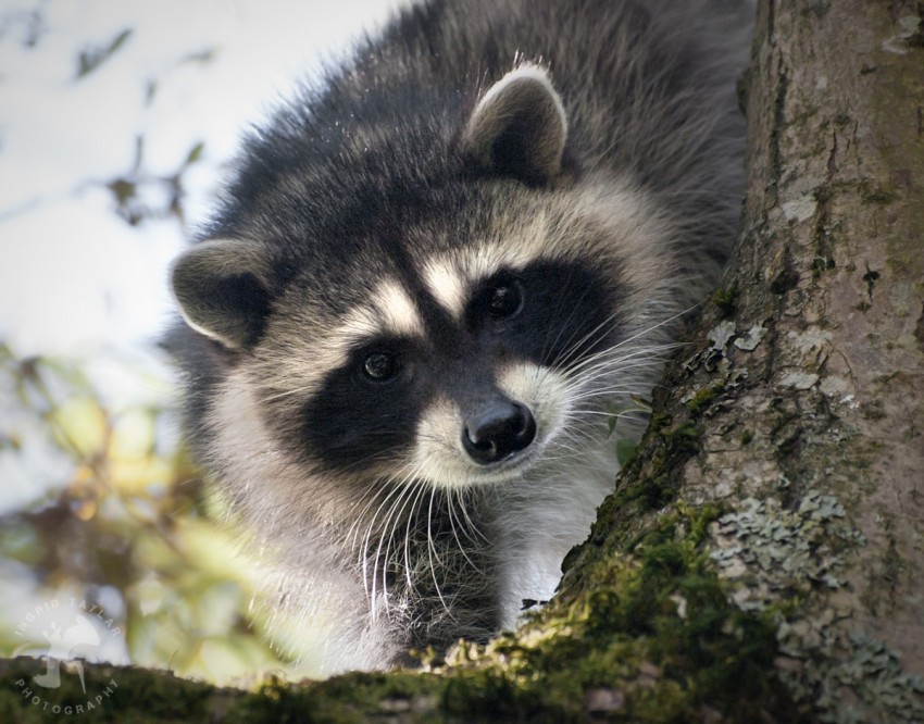 Raccoon Kits in Tree