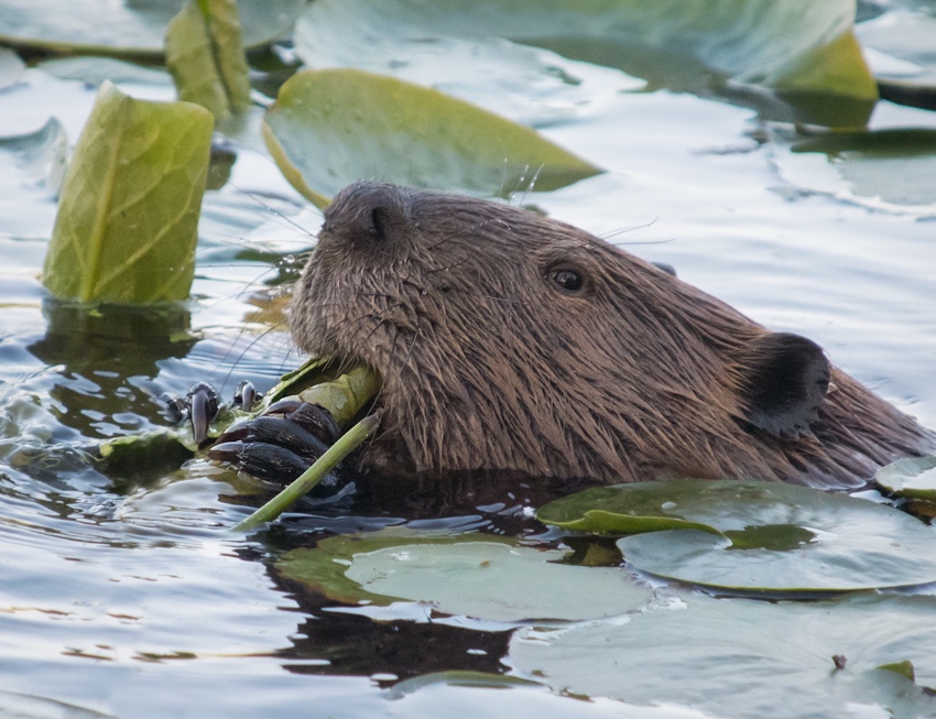 American Beaver eating lily pads on Juanita Bay Washington