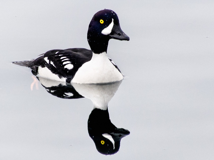 Barrow's Goldeneye on Elliott Bay Seattle