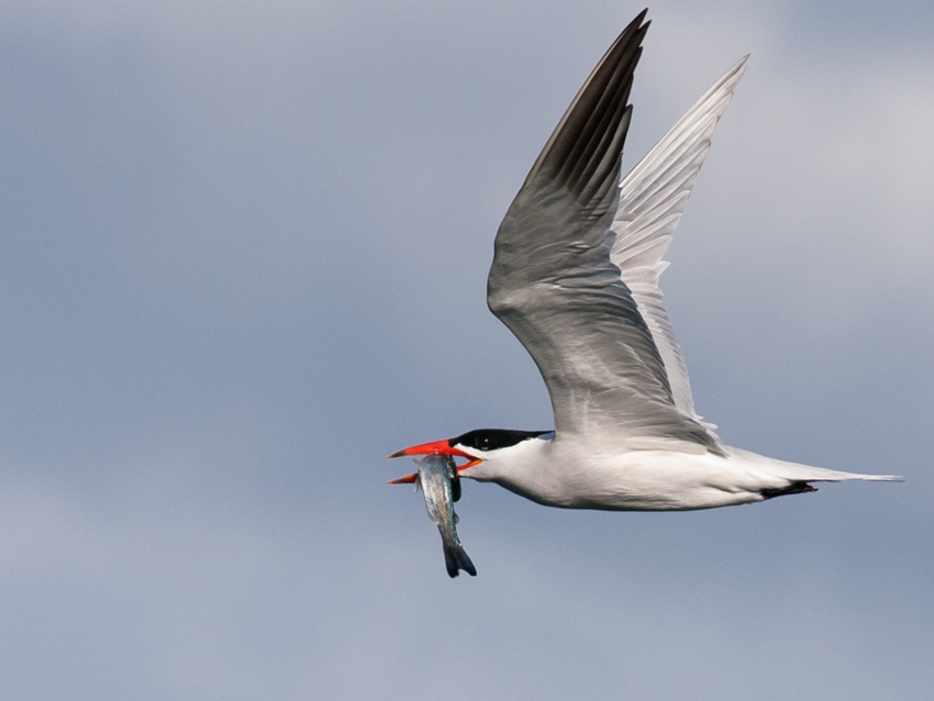 Caspian Tern with fish