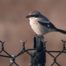 Northern Shrike on fence post