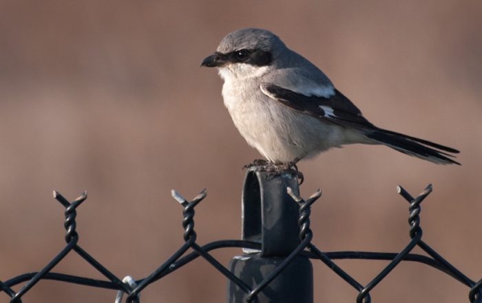 Northern Shrike on fence post