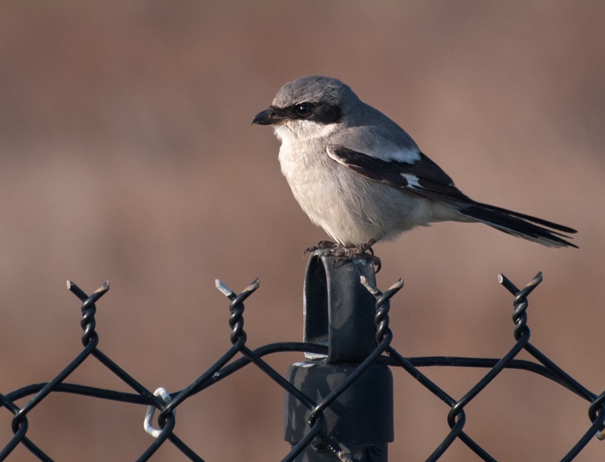 Northern Shrike on fence post