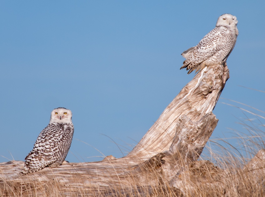 Snowy Owls at Ocean Shores Washington