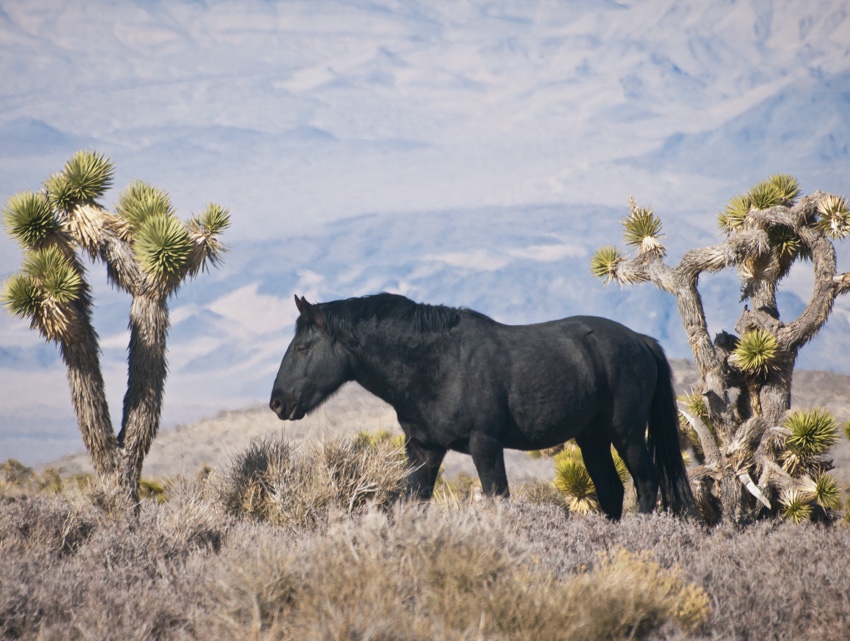 Wild Horse Near Las Vegas