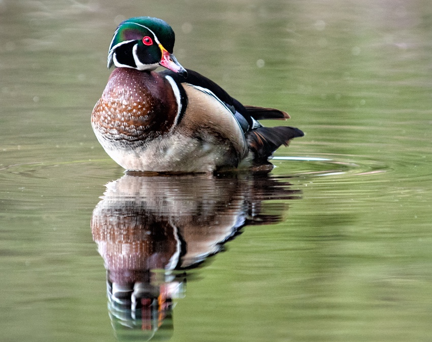 Male Wood Duck Reflection