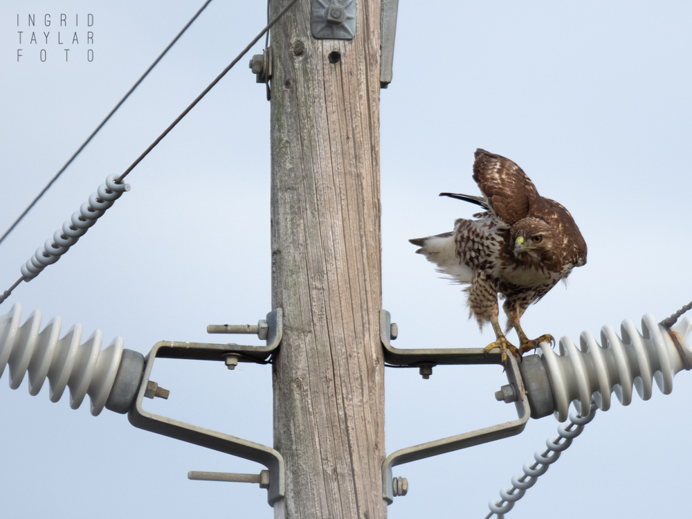 Red-Tailed Hawk on Utility Pole