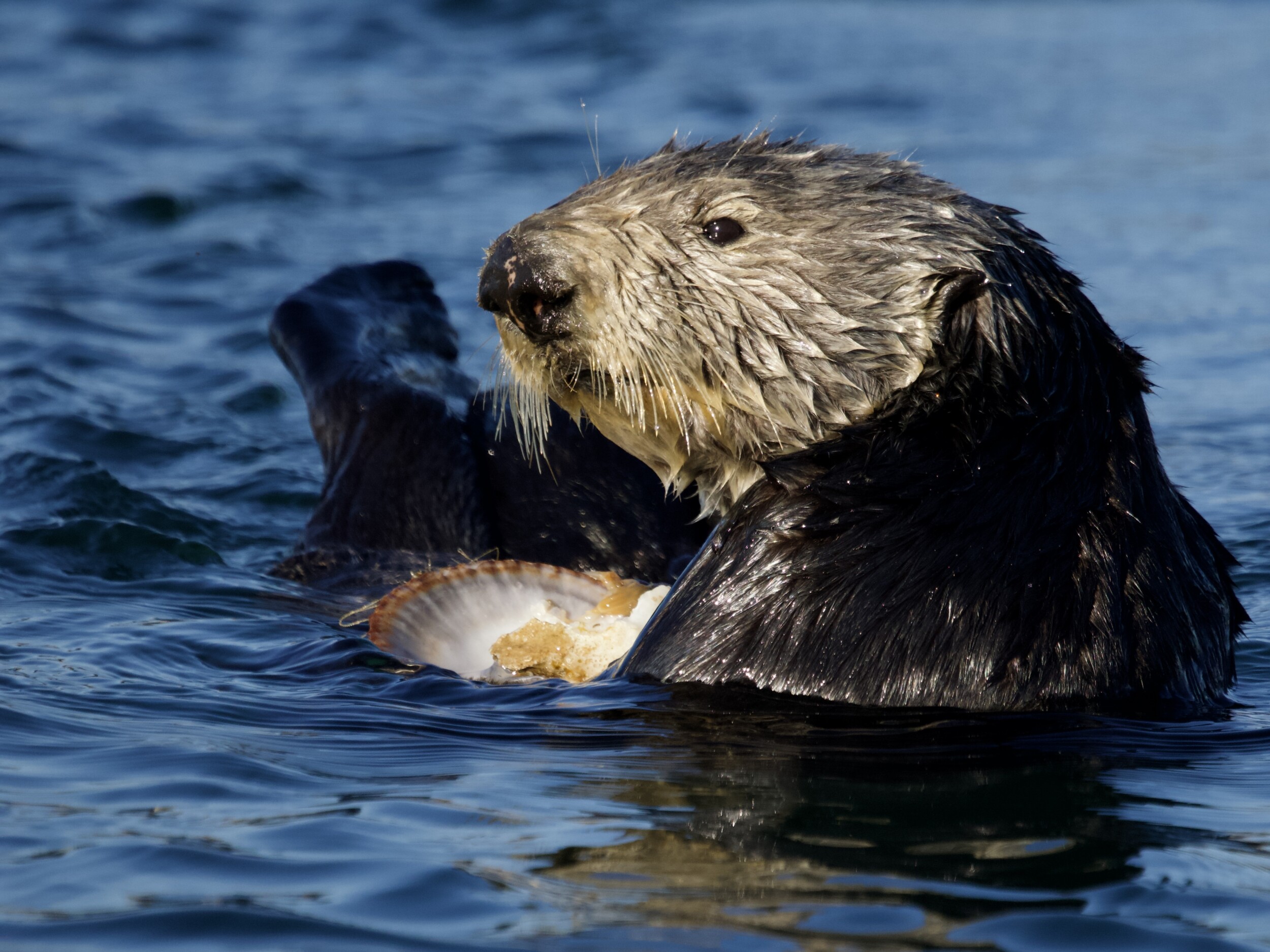 Sea Otter Eating Mollusk in Monterey Bay