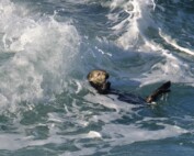 Southern Sea Otter in Monterey Surf