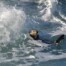 Southern Sea Otter in Monterey Surf