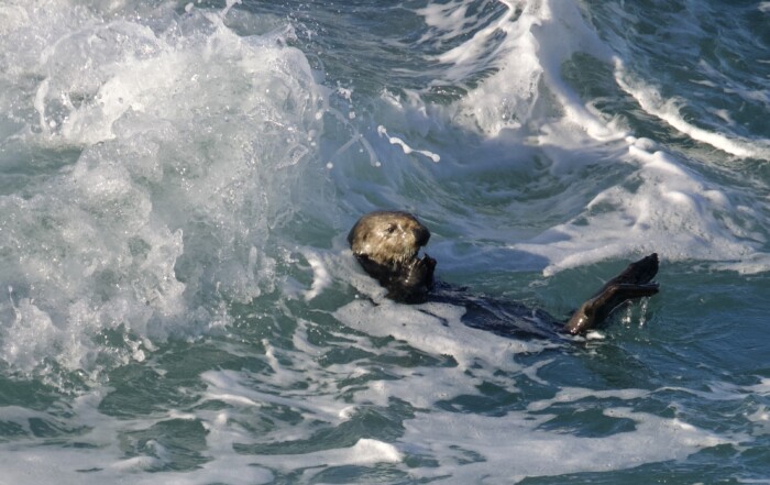 Southern Sea Otter in Monterey Surf