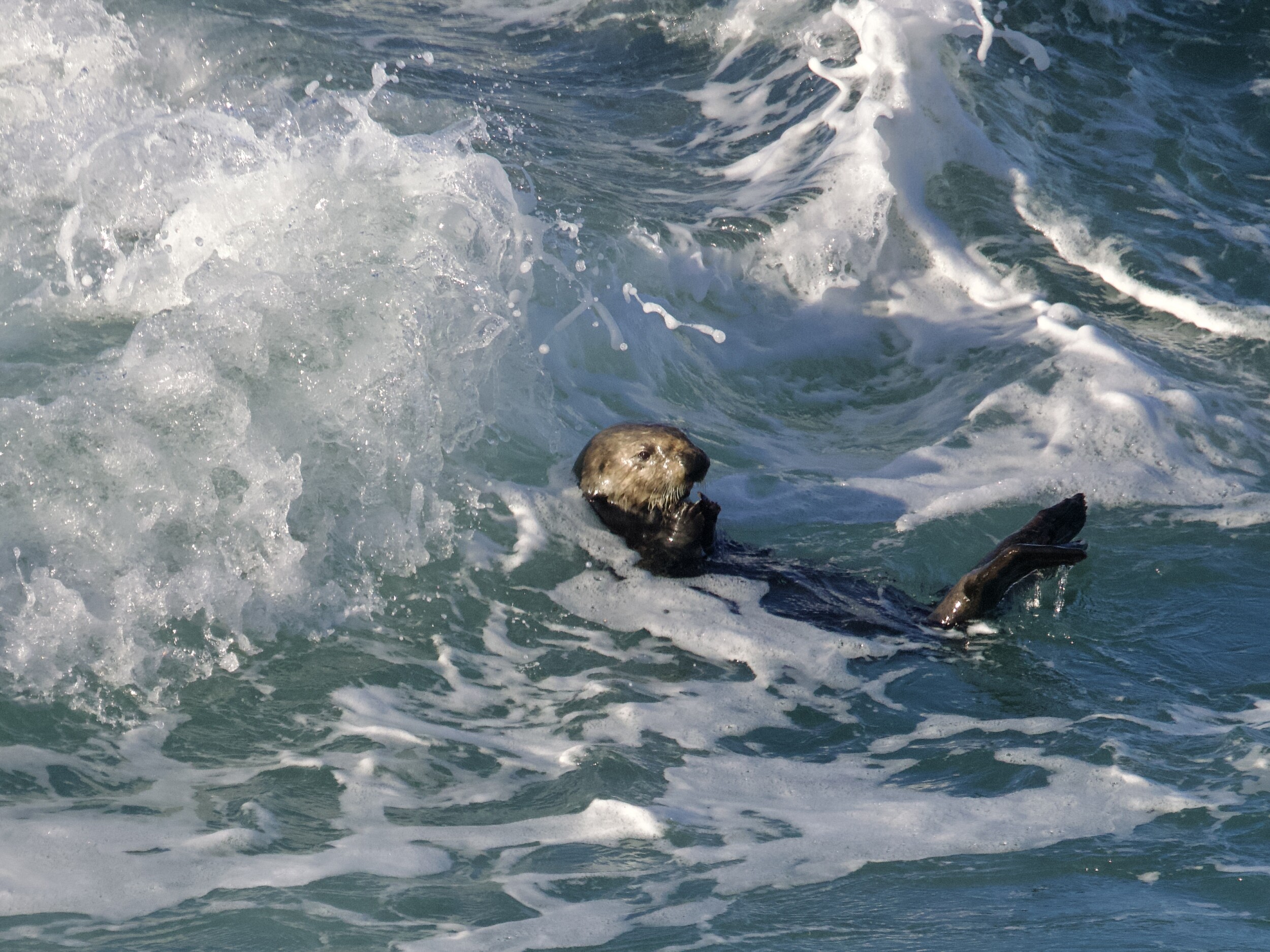 Southern Sea Otter in Monterey Surf Southern Sea Otter in Monterey Surf