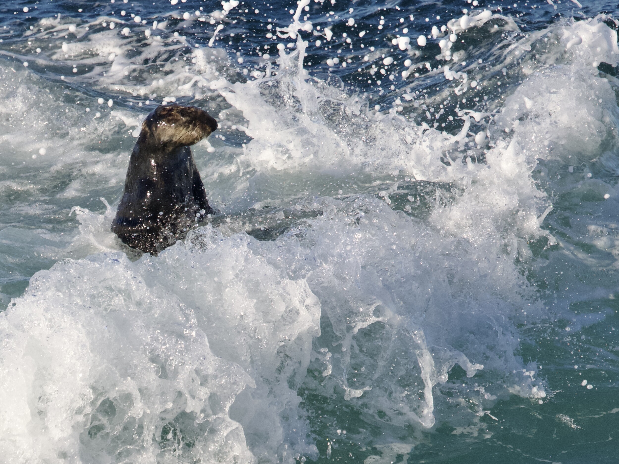 Southern Sea Otter in Crashing Surf