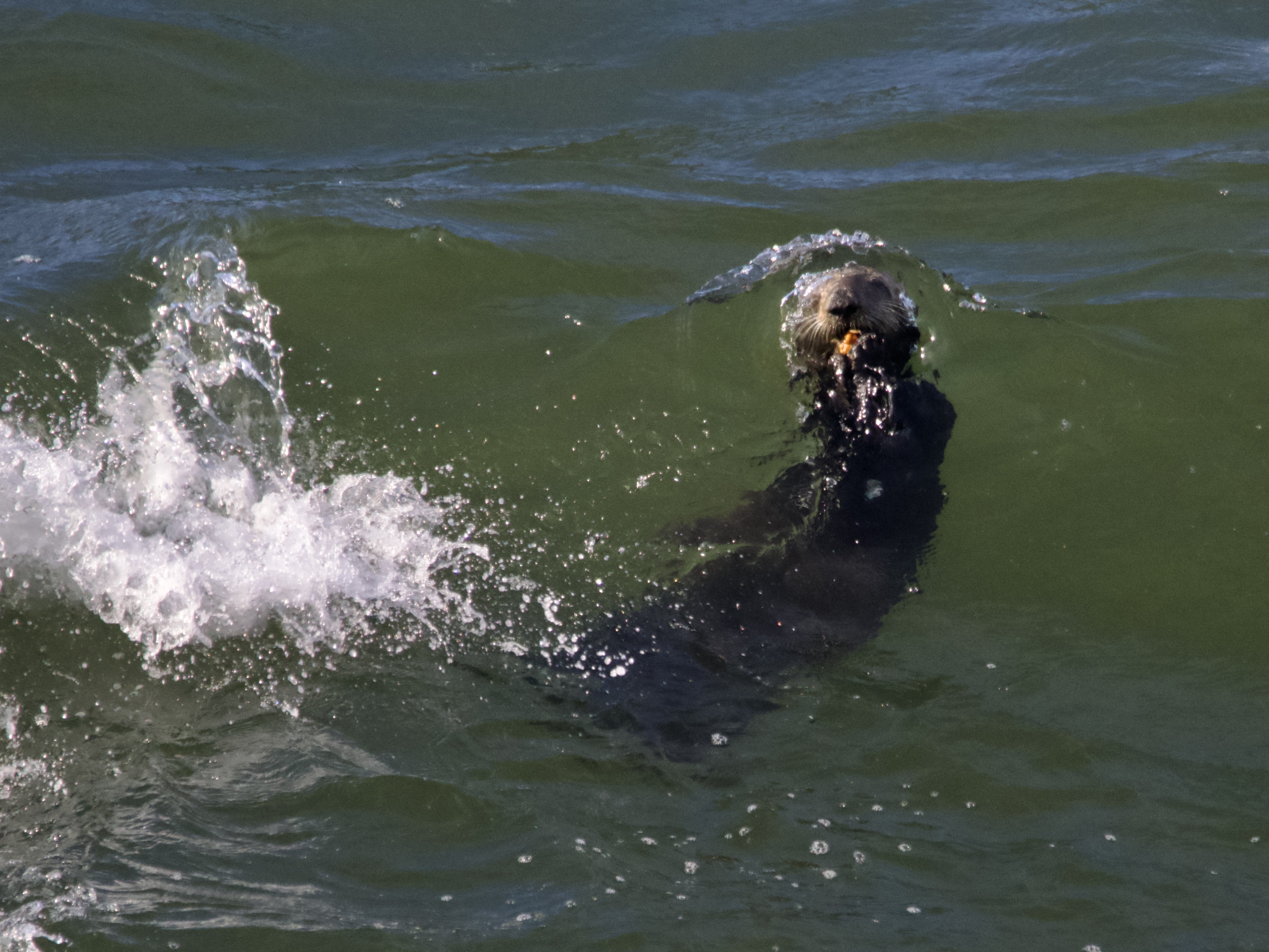 Southern Sea Otter in Big Wave on Monterey Bay
