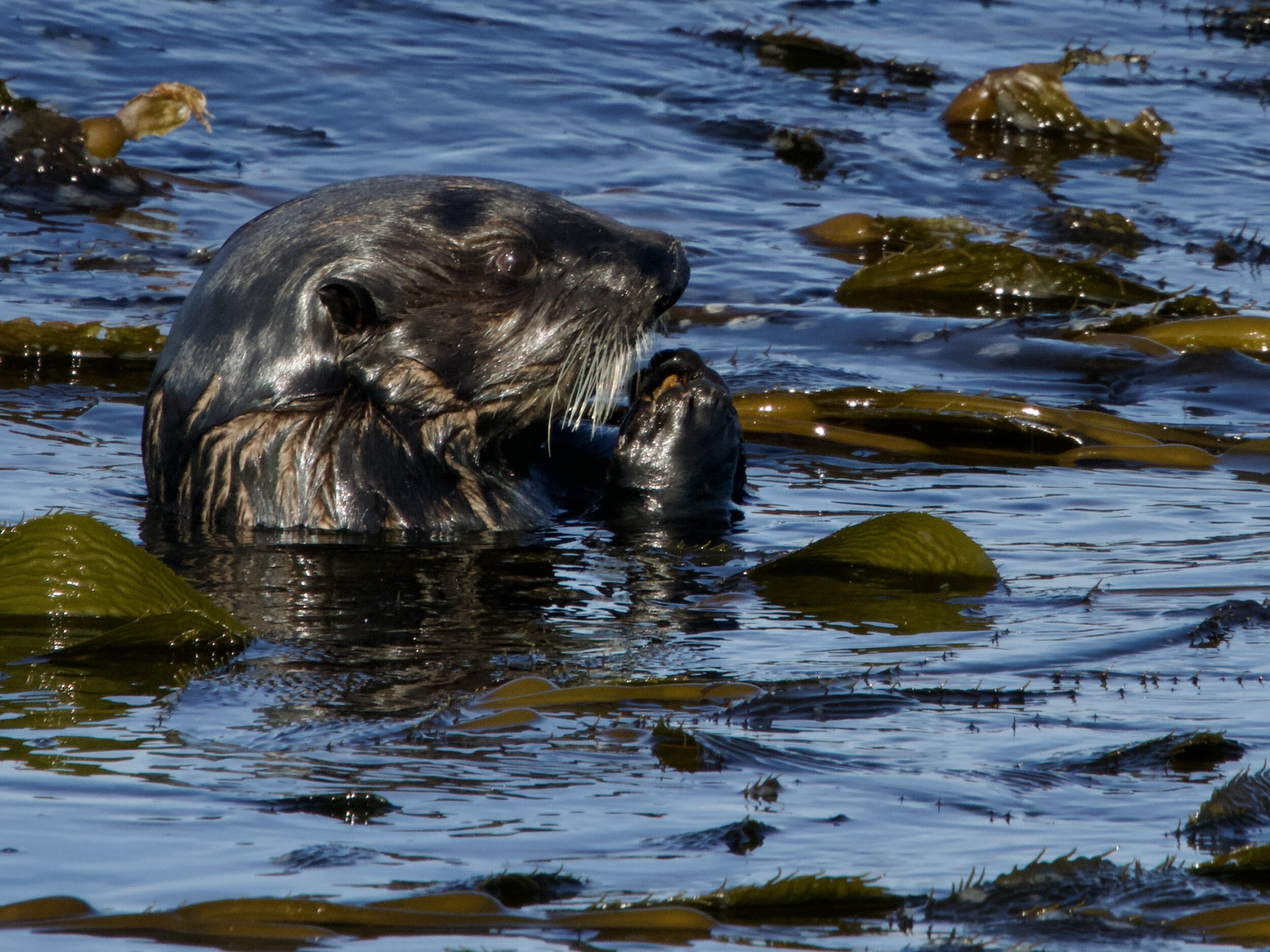 Southern Sea Otter in Kelp on Monterey Bay