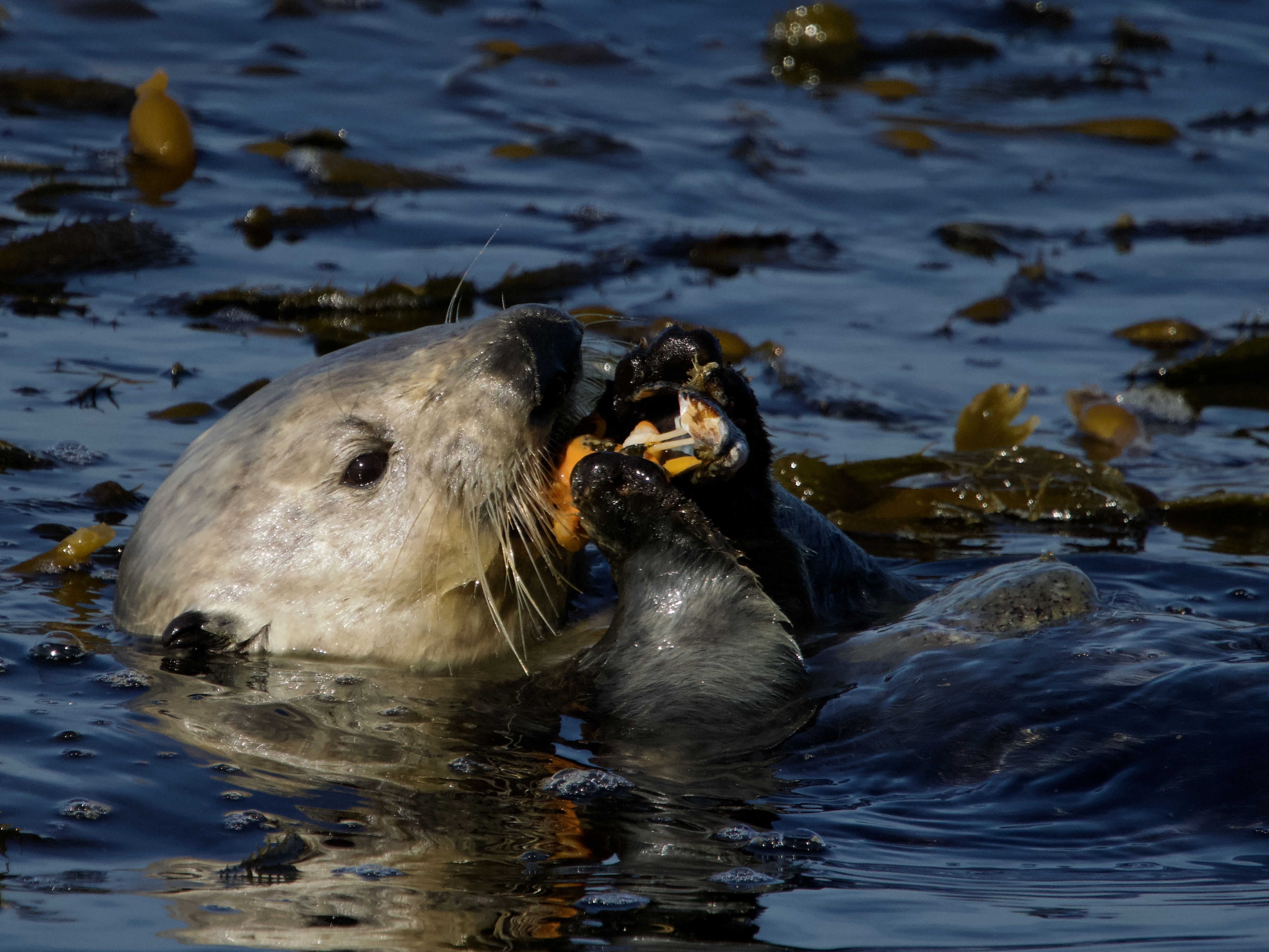Sea Otter Eating Mussel in Monterey