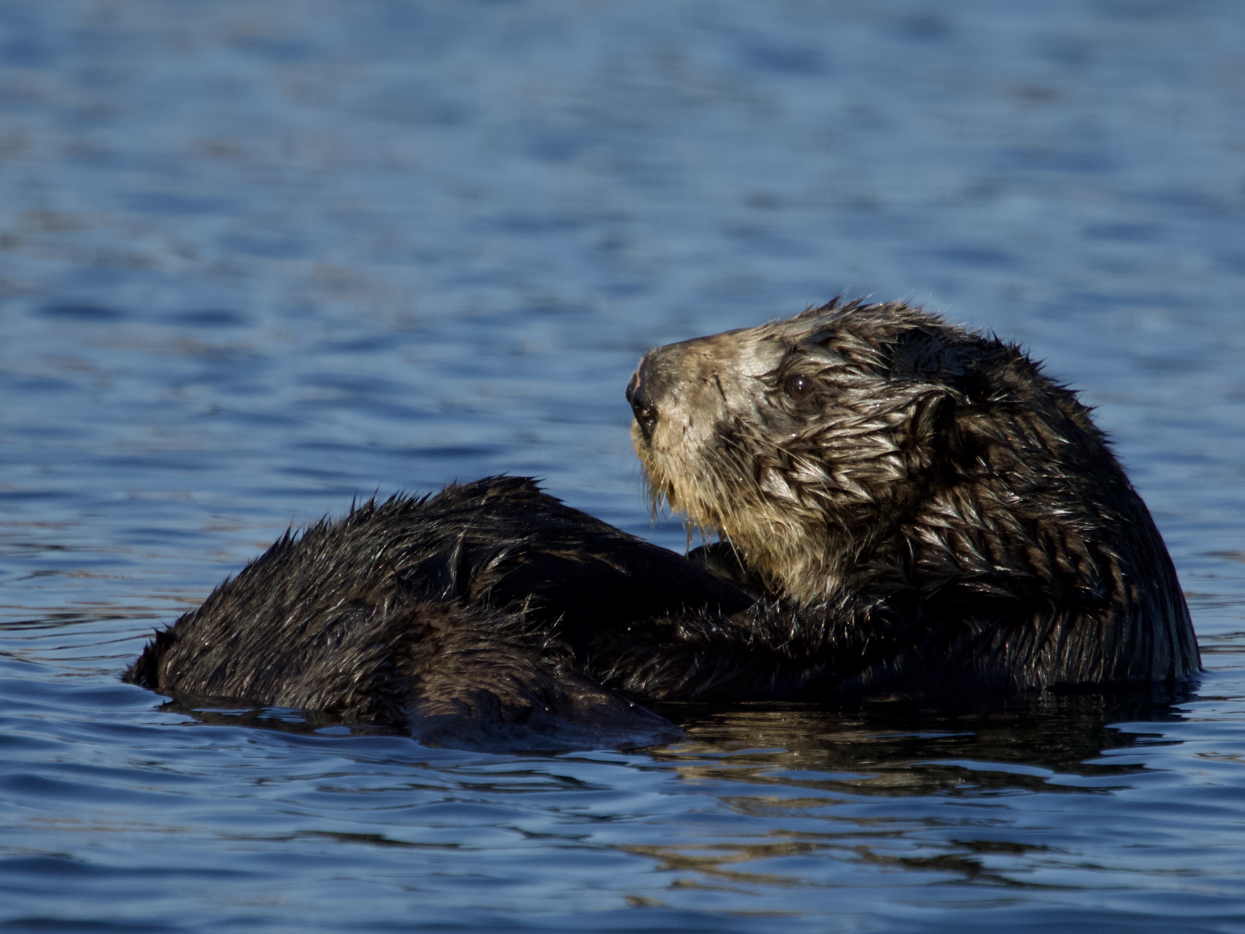 Southern Sea Otter in Monterey