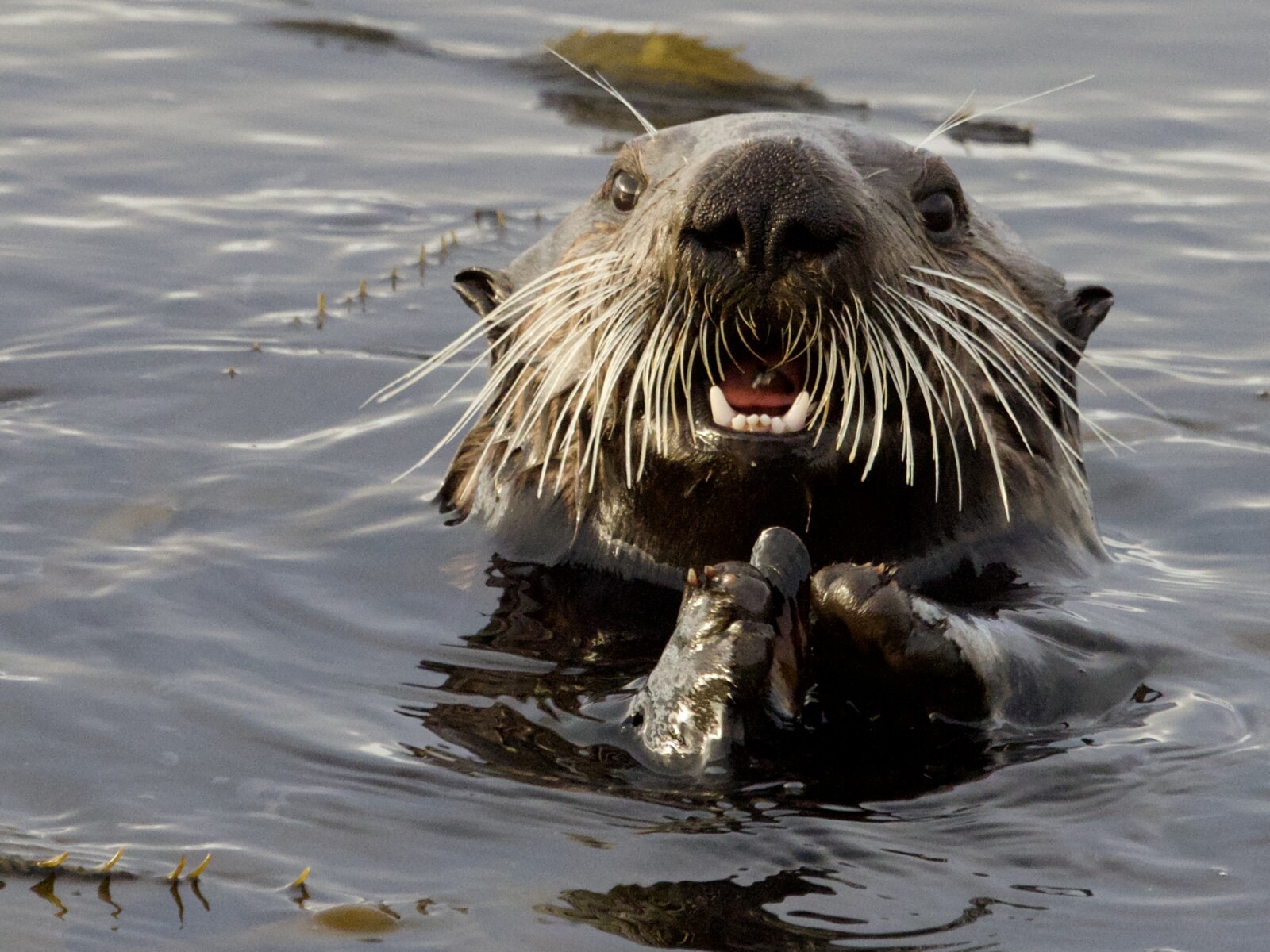 Sea Otter Feeding in Monterey Bay