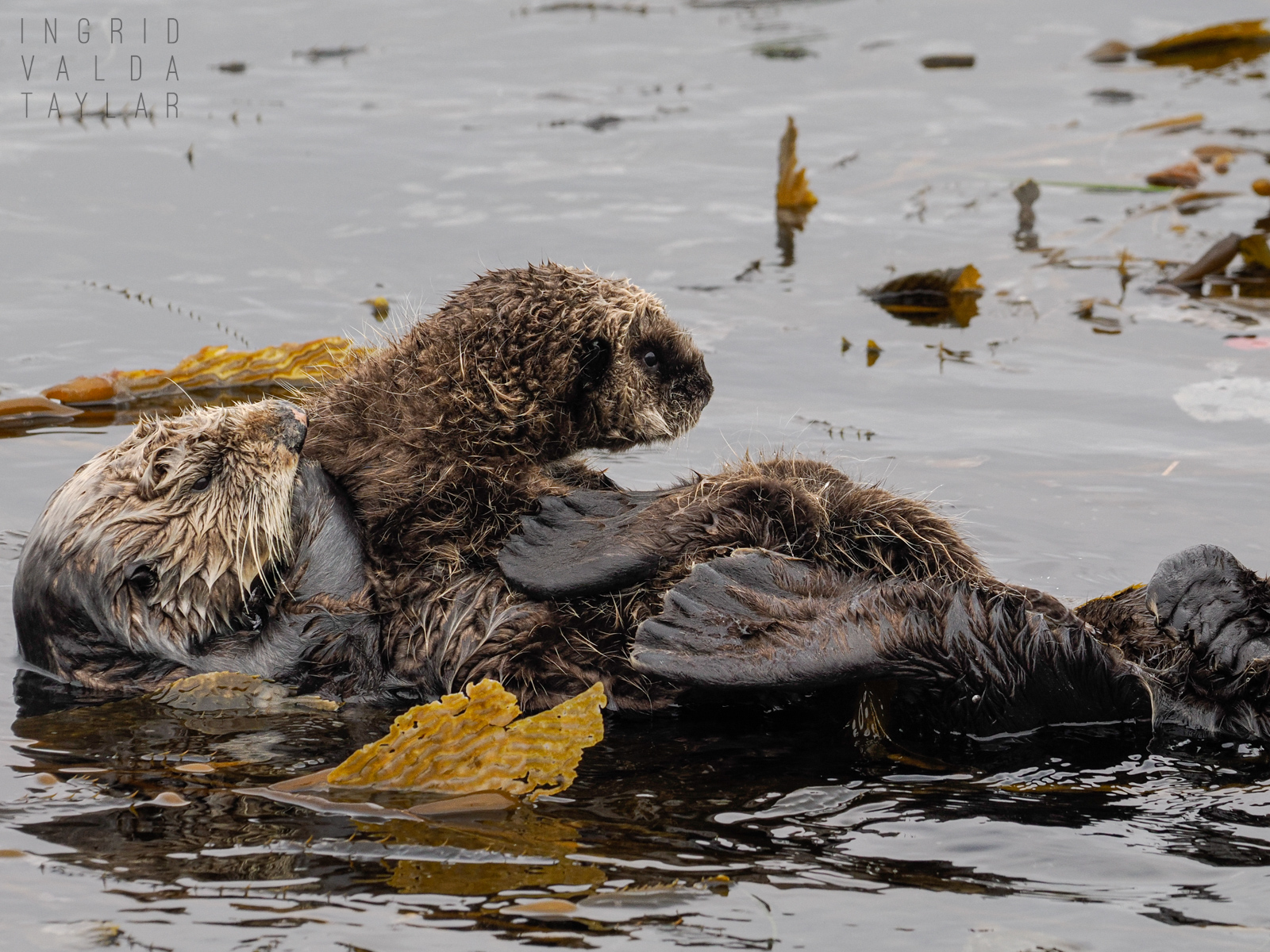 Mother Otter Grooming Pup
