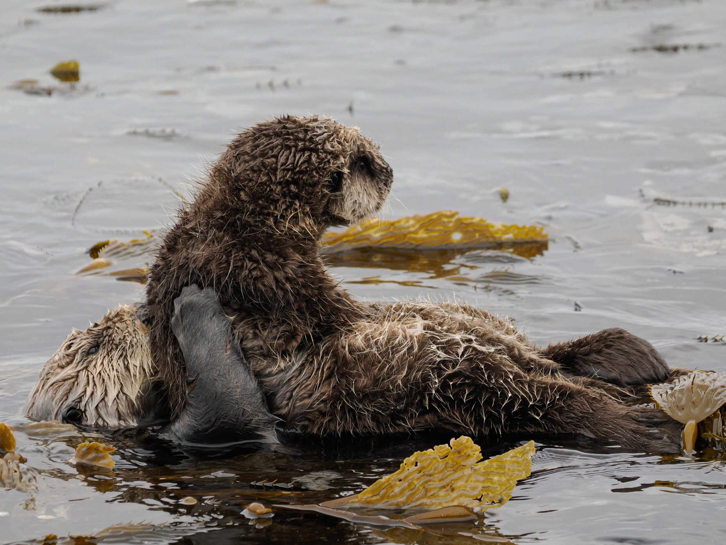 Mother Otter and Pup in Kelp Bed